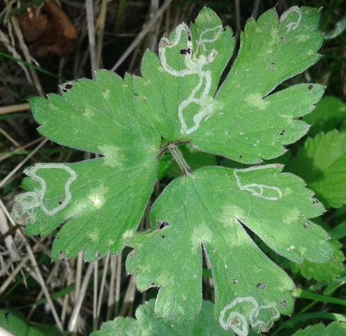 Phytomyza ranunculi